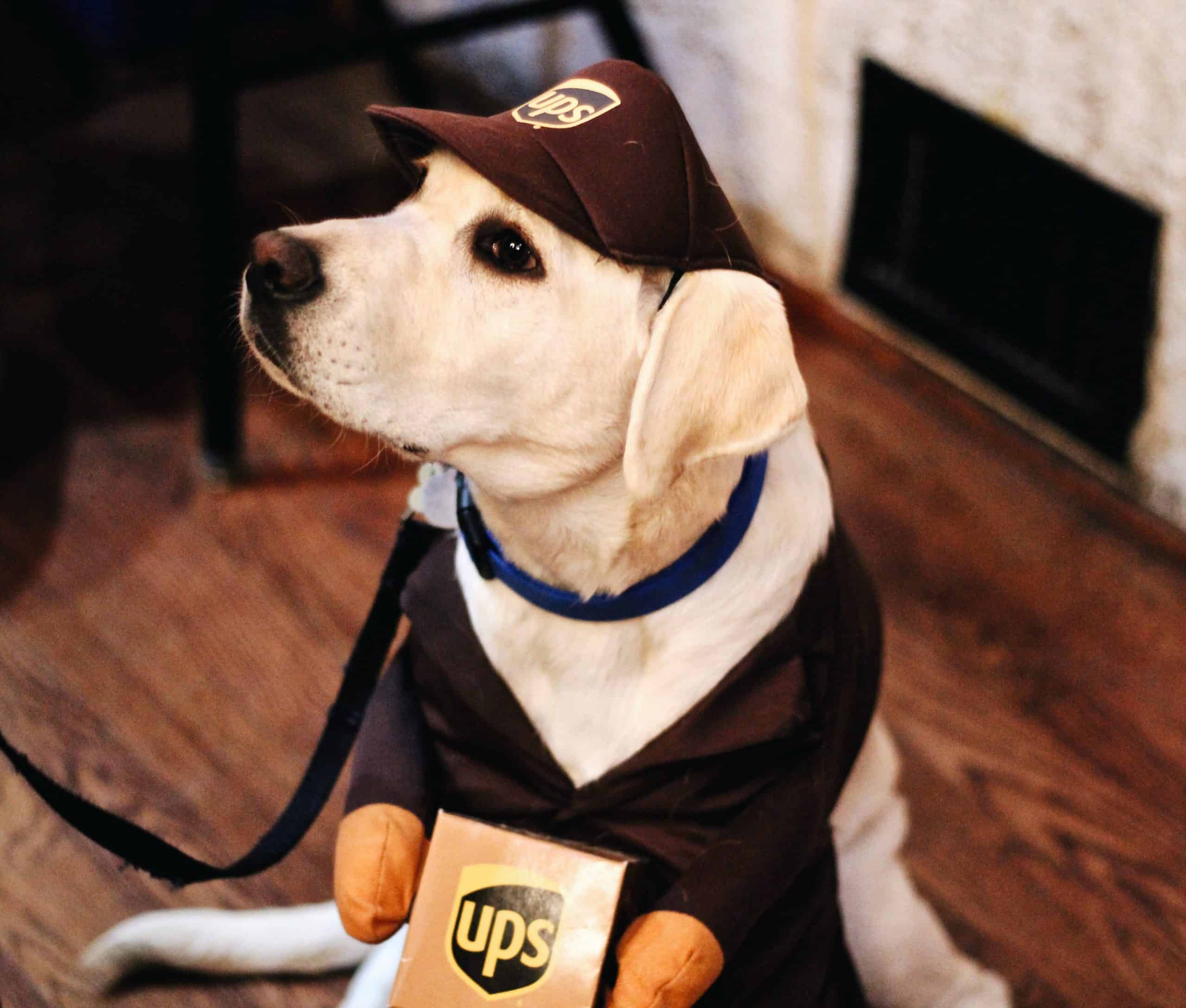 UPS publicité avec un chien